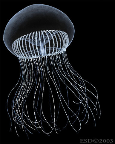 Cnidaria