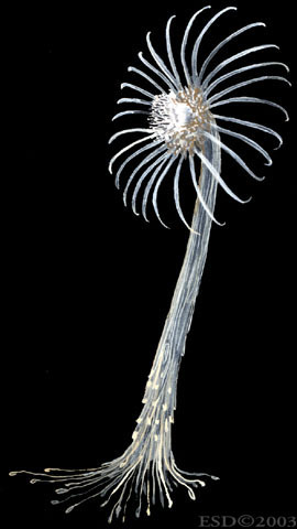 Hydrozoa