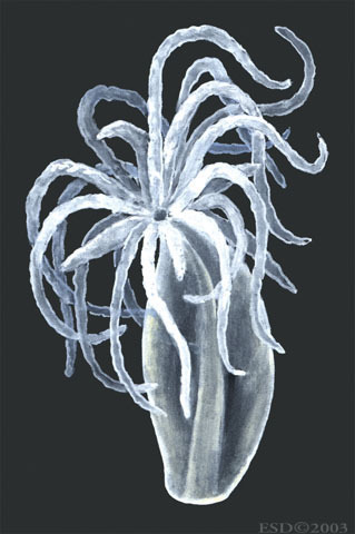 Hydrozoa