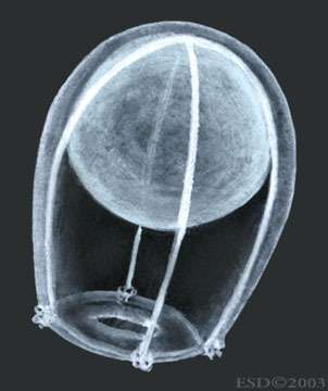 Hydrozoa