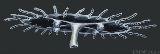 Hydrozoa