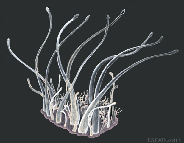 Hydrozoa