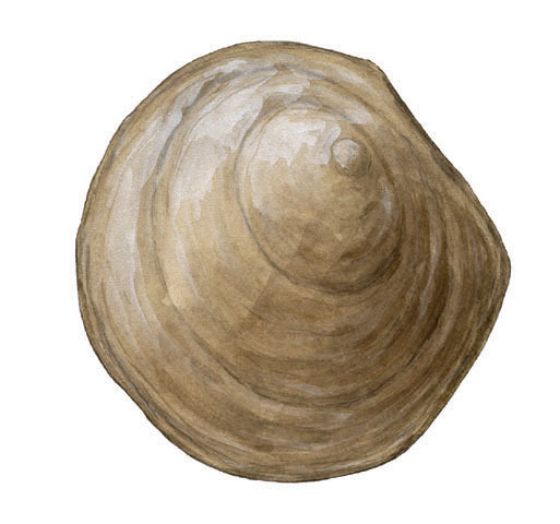 brachiopod drawing