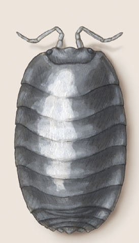 Armadillidiidae
