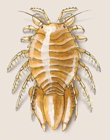 Chaetiliidae