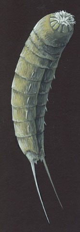 Echinoderidae