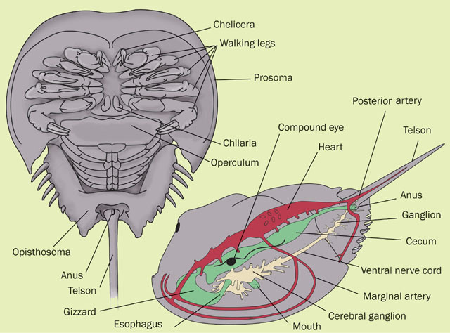 Eumetazoa