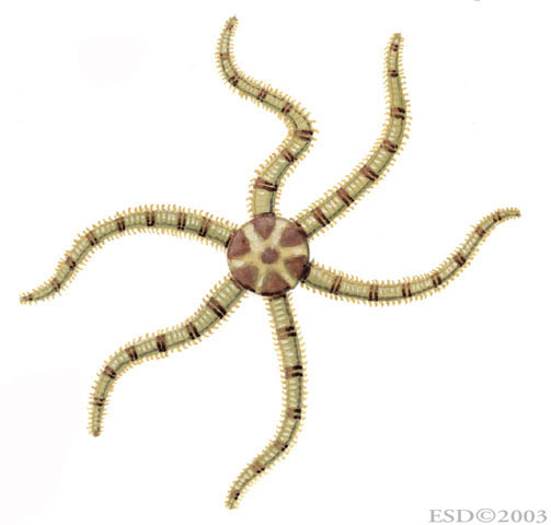 Ophiactidae