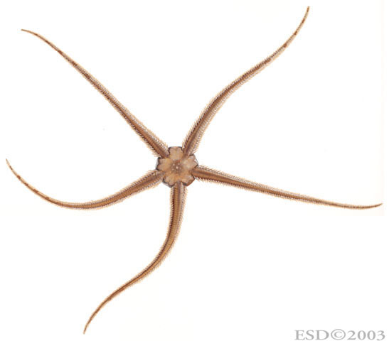 Ophiuroidea