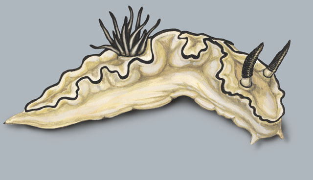 life cycle of a nudibranch