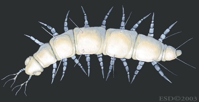 Allopauropus_carolinensis