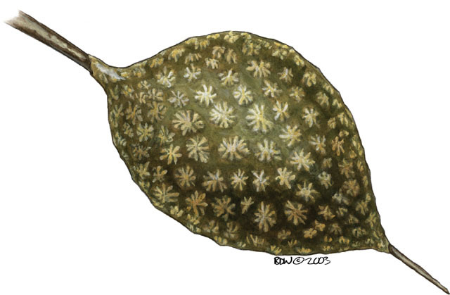 Phylactolaemata