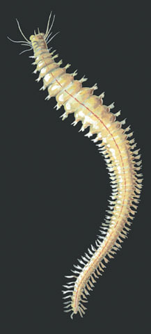 annelida blastopore