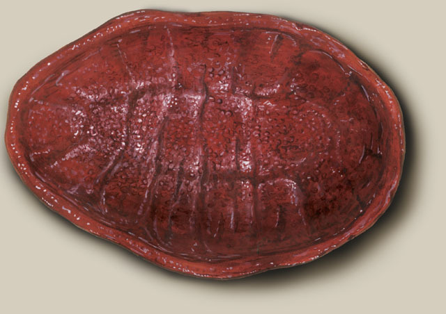 Cryptochiton stelleri