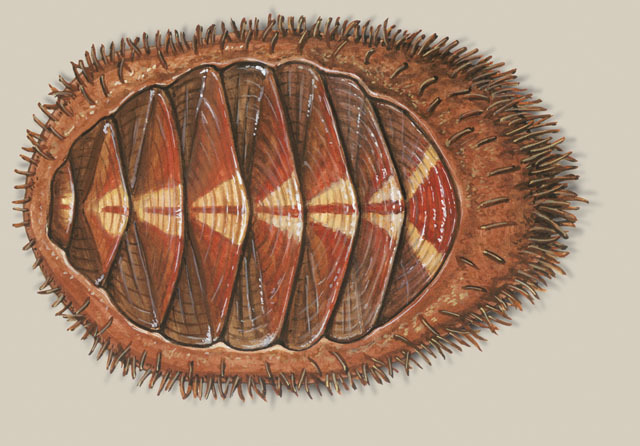 chiton radula