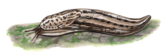 Limax maximus