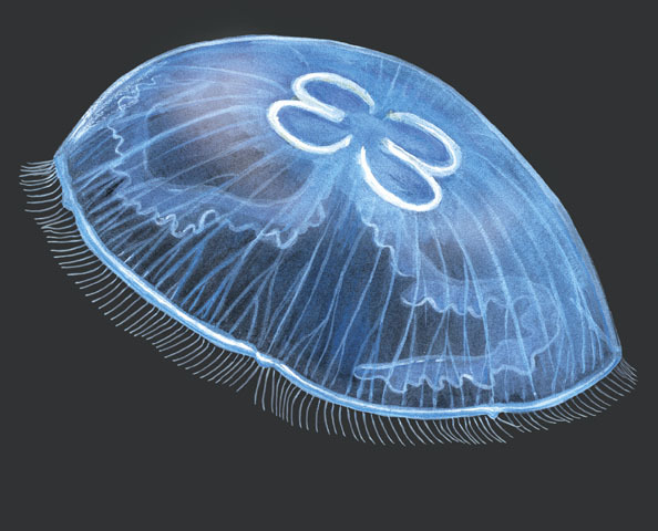 scyphozoa aurelia