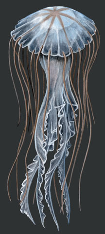 Cnidaria