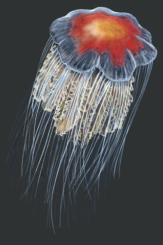 Cnidaria