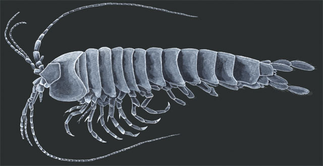 Spelaeogriphus_lepidops