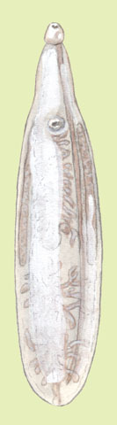 Platyhelminthes