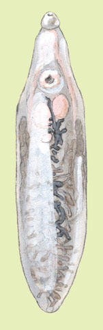 Platyhelminthes