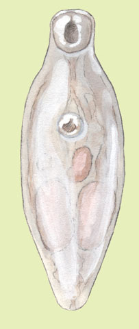 Nanophyetus salminicola