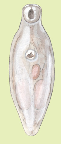 Platyhelminthes