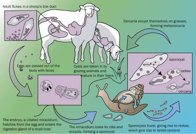 Animal Database, Online Learning Center