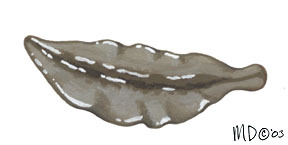 Platyhelminthes