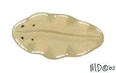 Paravortex_scrobiculariae