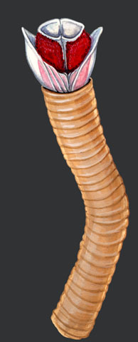 Annelida