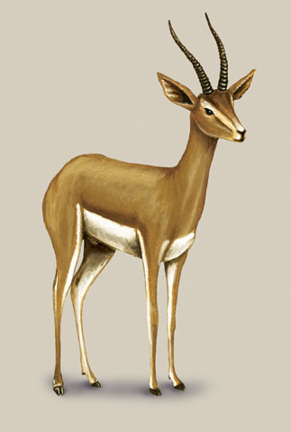 GAZELLE