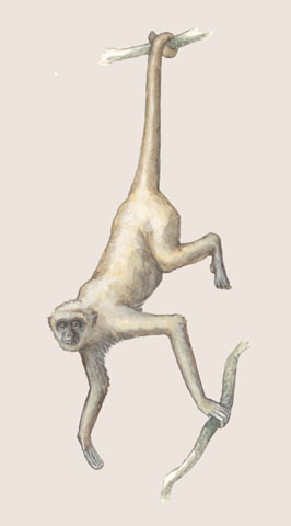 Deuterostomia