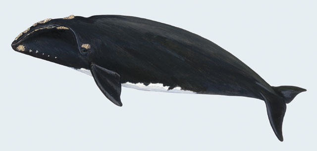 Cetacea