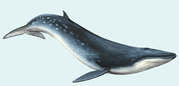 PDF) First report of a helminth infection for Bryde's whale Balaenoptera  edeni Anderson, 1878 (Cetacea, Balaenopteridae)