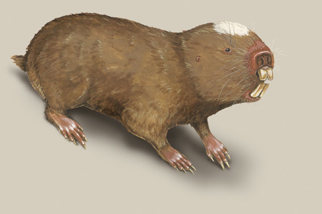 Rat mole Differences between