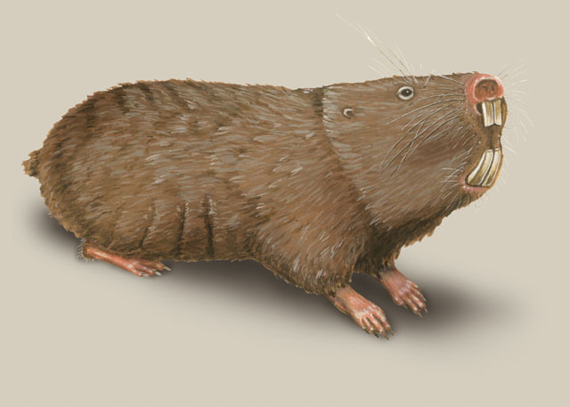 King African mole-rat - Wikiwand