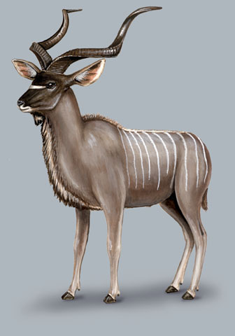 Tragelaphus