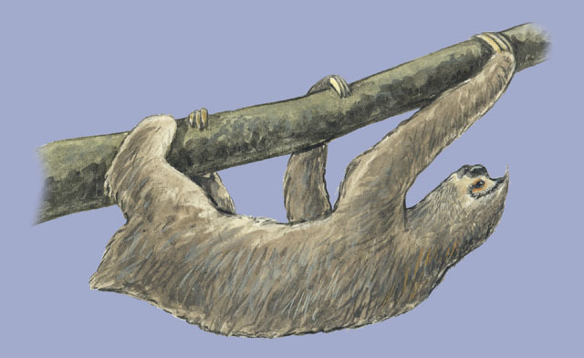 sloth with human teeth