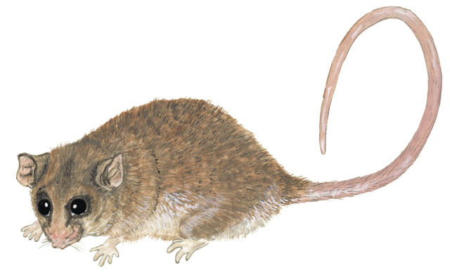 Diprotodontia