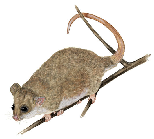 Deuterostomia