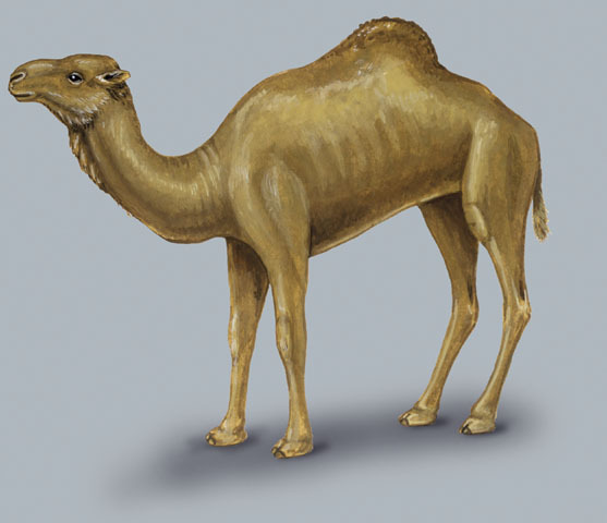 Camelus dromedarius