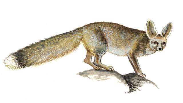 Vulpes cana