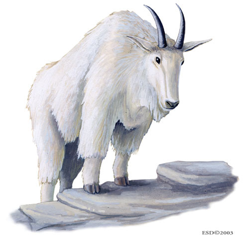 mountain goat mountain app store