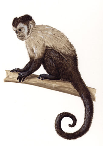 Deuterostomia