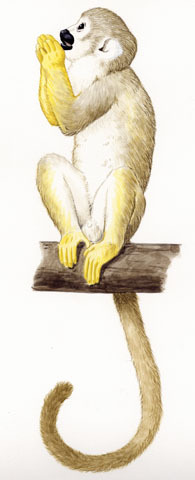 Phyto-indicators of squirrel monkey (jkijki)