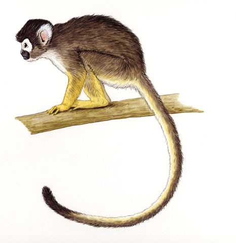 Deuterostomia