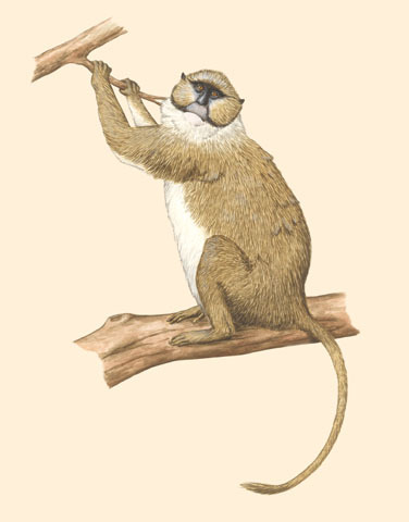 Allen's Swamp Monkey