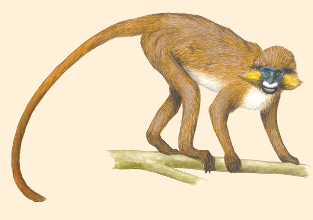 Cercopithecus cephus